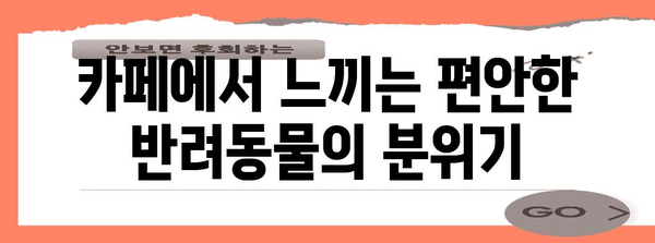 김포 고양이 카페 미어캣인더시티 | 혼자 가도 즐거운 반려동물 시간