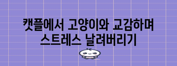 하남 고양이 카페 캣플 후기 | 귀여움 폭발 냥냥이 천국