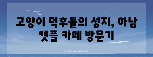 하남 캣플 카페 후기 | 냥냥이 천국에서 즐거운 시간